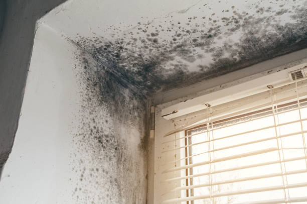 Affordable Black Mold Remediation solutions in New Milford, NJ